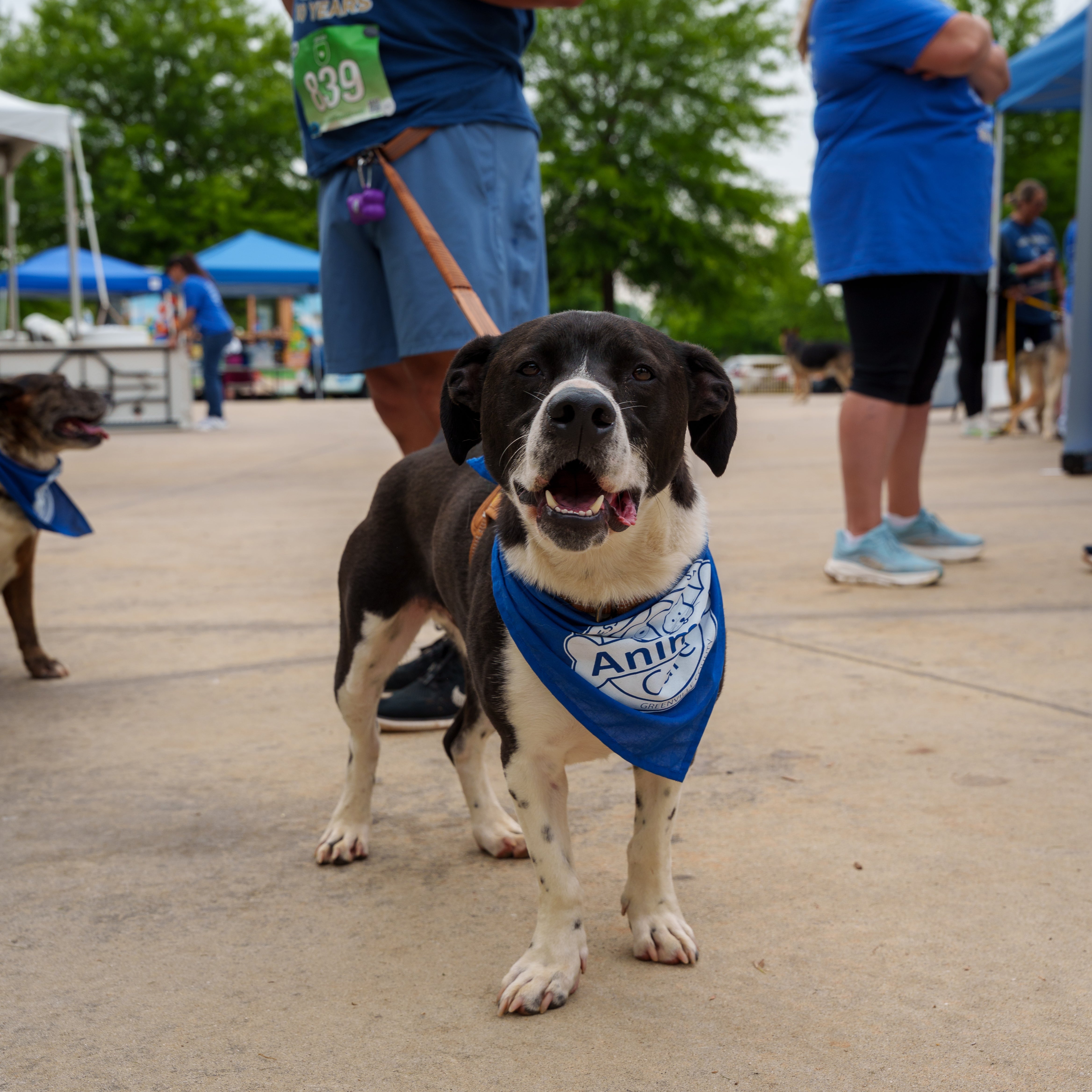 Dog wearing a blue bandana with 'Animal Care' on it, standing outdoors with people and tents in the background.
