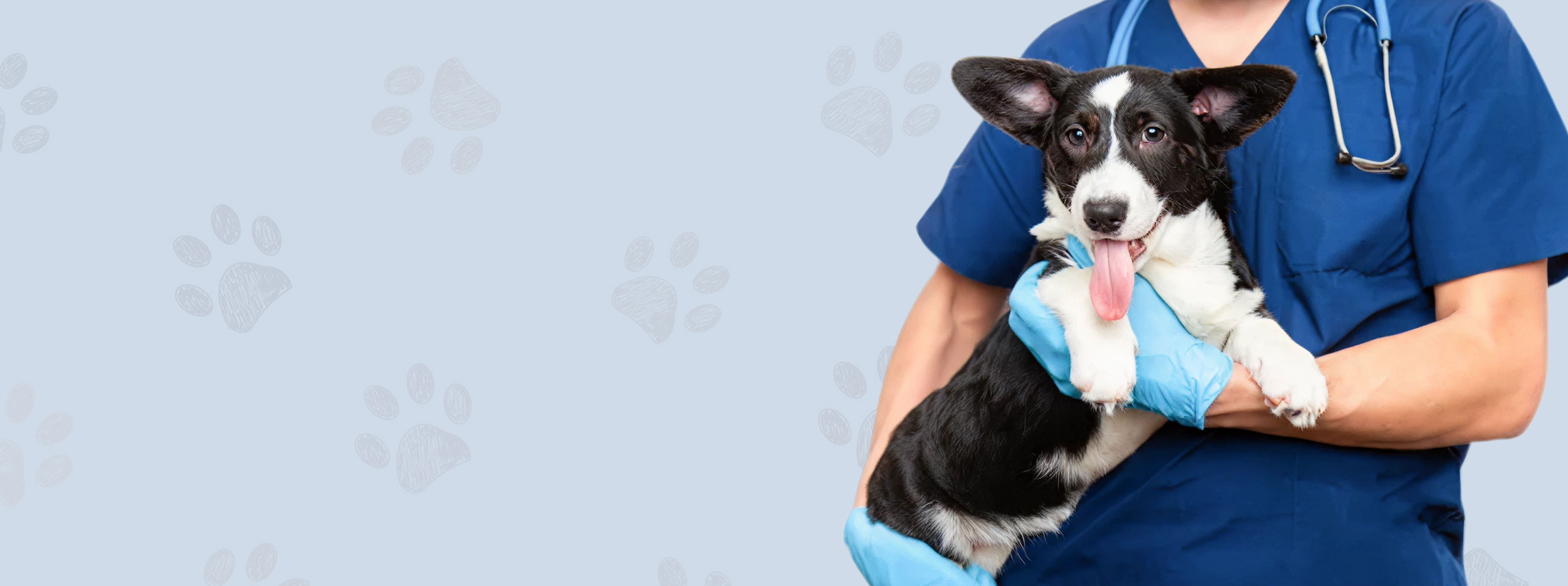 Dog being held by a person in blue scrubs with a gray background