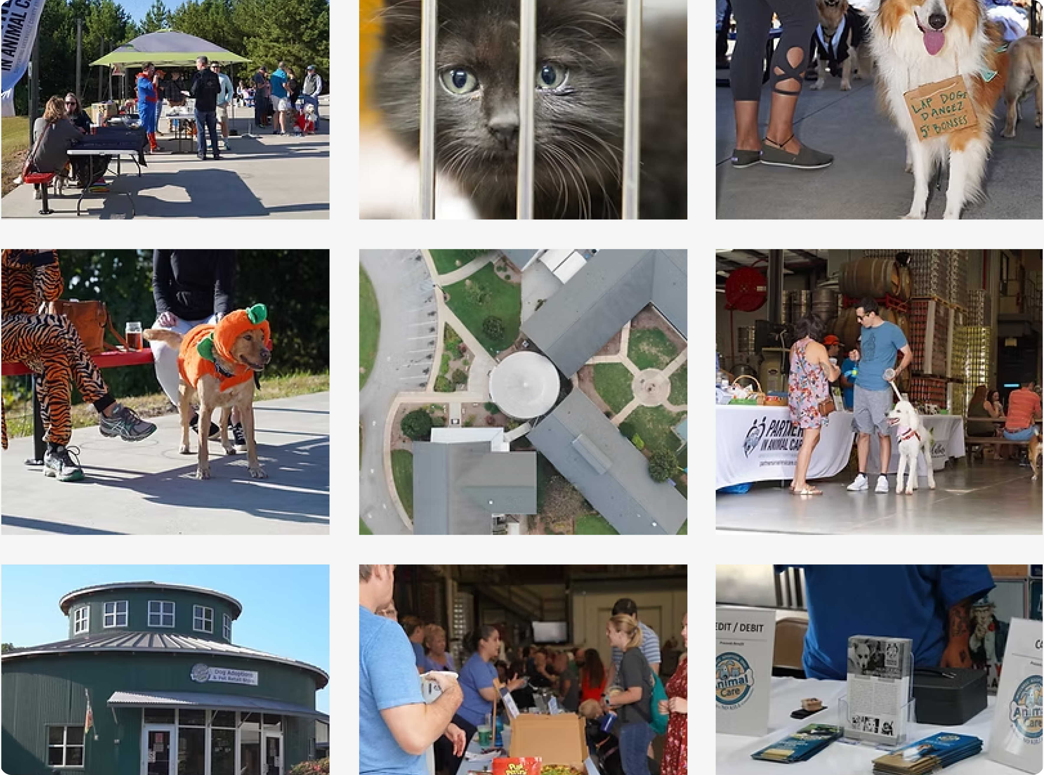 Collage of various images including people, animals, and outdoor scenes.