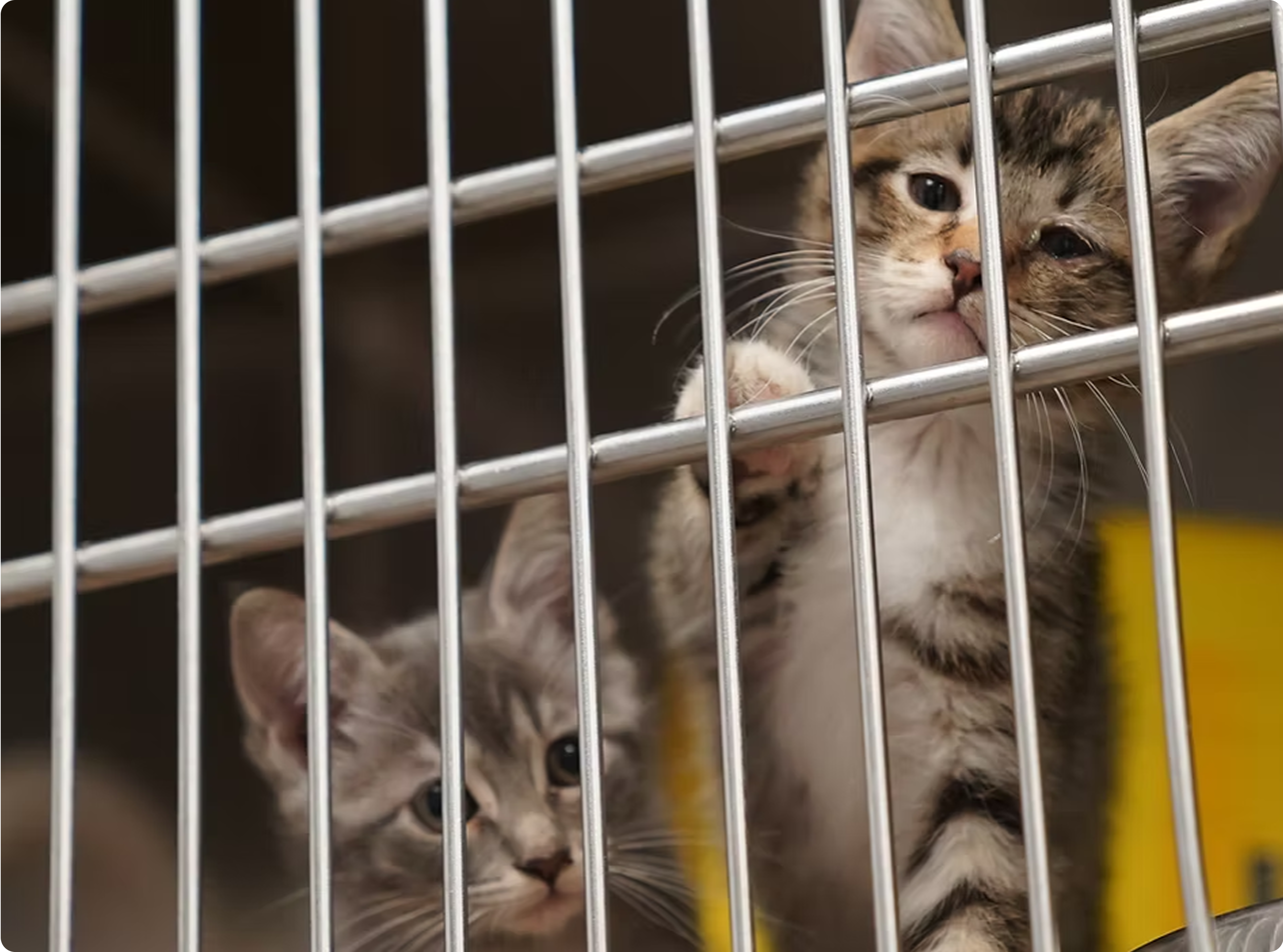 Two kittens behind metal bars in a shelter.