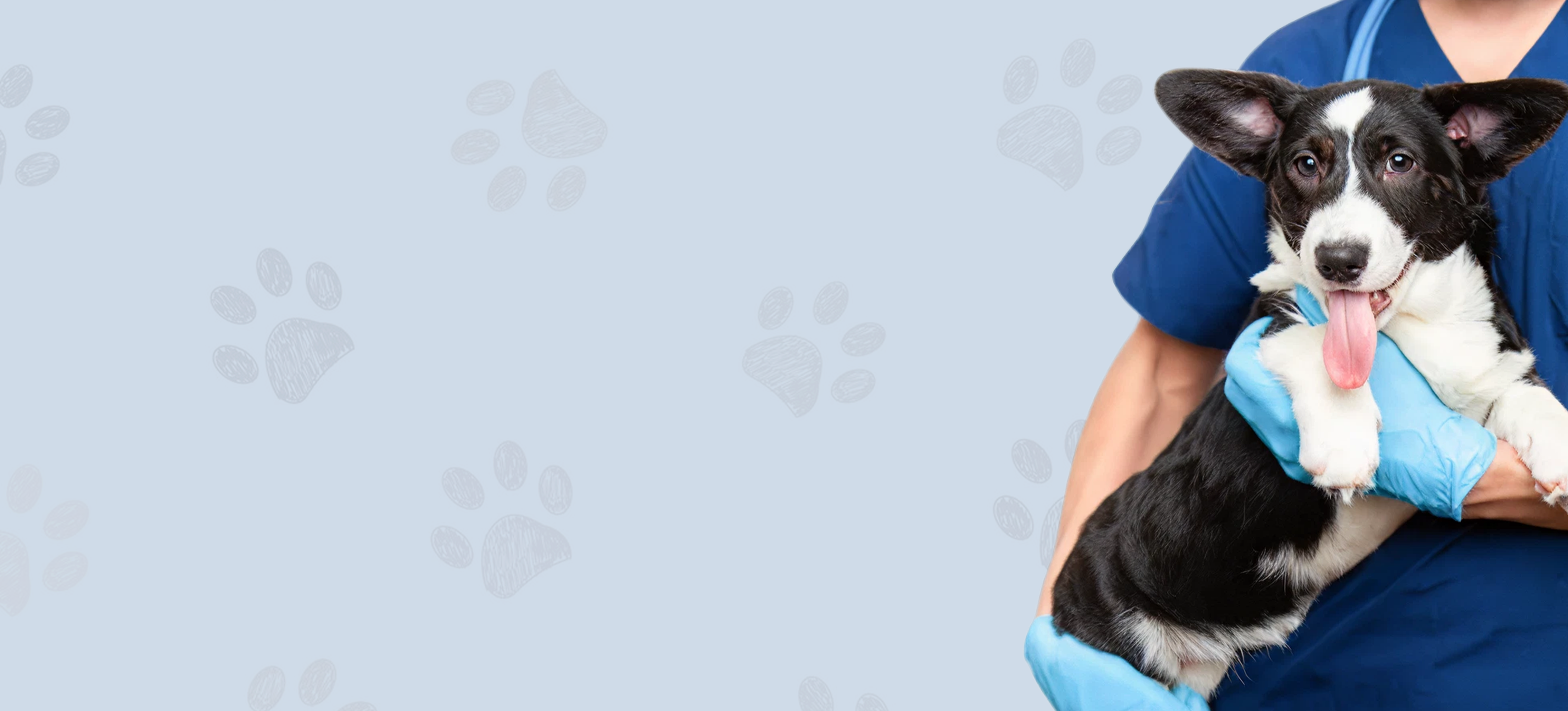 Dog being held by a person in blue scrubs with a gray background