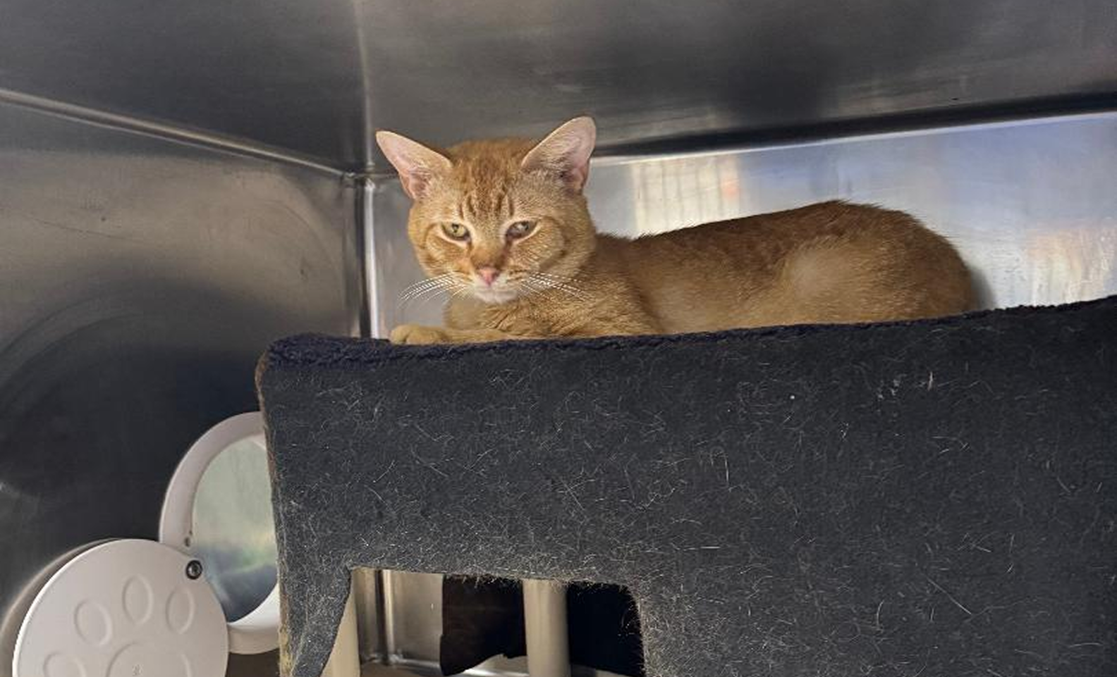 Cat sitting on a bed at an animal shelter